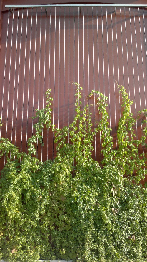image:verde.jpg